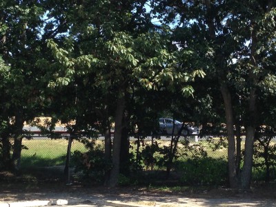 Cars whiz by the Evergreen Woods development with only a thin layer of trees in between the highway and 2,000 residents' homes. (Photo: Daniel Nee)