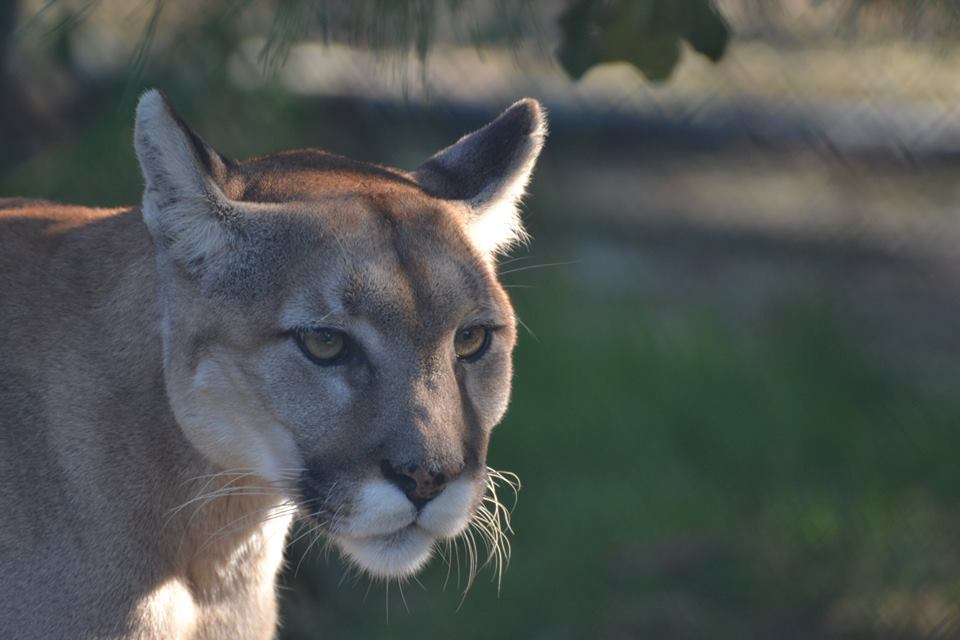 Zoe, a lion at the Popcorn Park Zoo in Lacey Township. (Photo: Popcorn Park Animal Refuge)