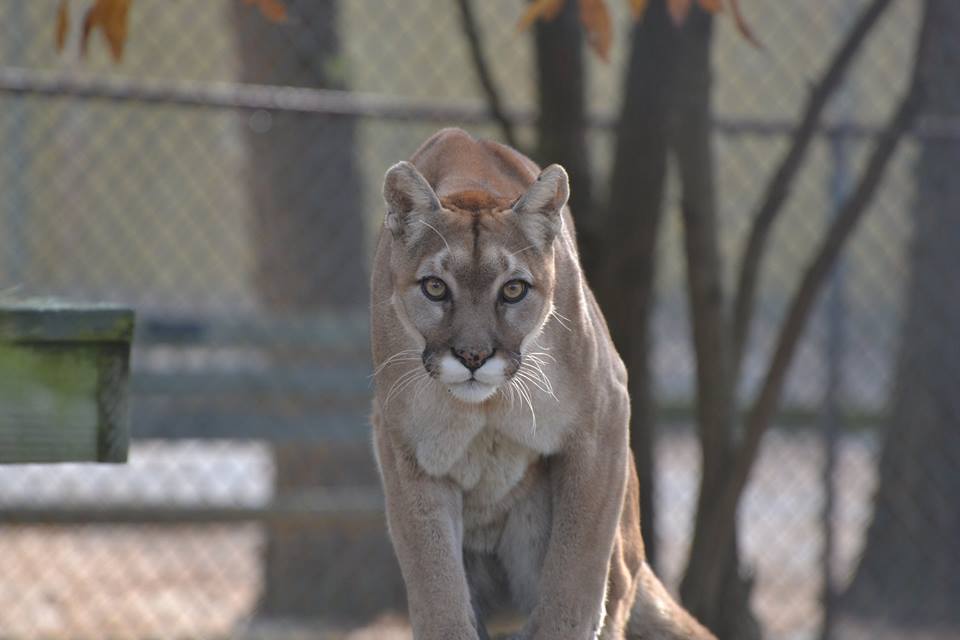 Zoe, a lion at the Popcorn Park Zoo in Lacey Township. (Photo: Popcorn Park Animal Refuge)