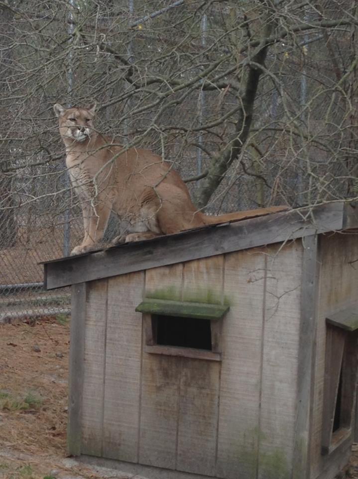 Zoe, a lion at the Popcorn Park Zoo in Lacey Township. (Photo: Popcorn Park Animal Refuge)