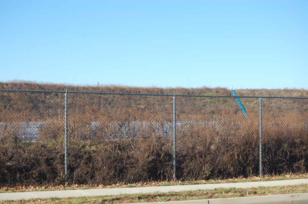 Overgrowth at the former French's Landfill property on Sally Ike Road. (Photo: Daniel Nee)