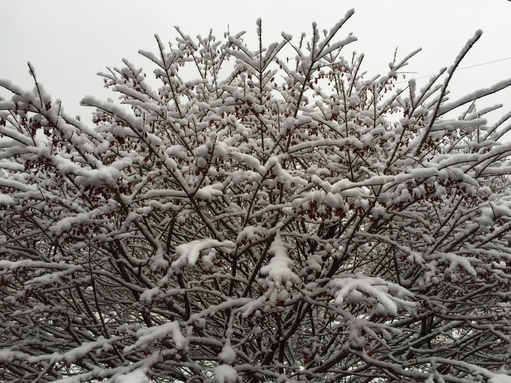 Wet ocean effect snow covers a bush in Brick. (Photo: Daniel Nee)