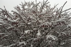 Wet ocean effect snow covers a bush in Brick. (Photo: Daniel Nee)