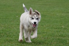 A dog running in a park. (Credit:  Randi Hausken/Flickr)