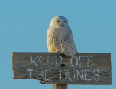 A snowy owl at Island Beach State Park. (Photo: Kevin Knutsen/Facebook/We Love IBSP)