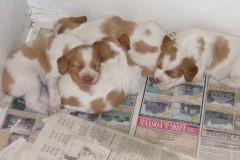 Puppies. ( Craige Moore/Flickr)