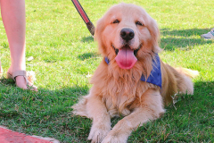 A golden retriver dog. (Photo: Fernanda Cerioni/Flickr)