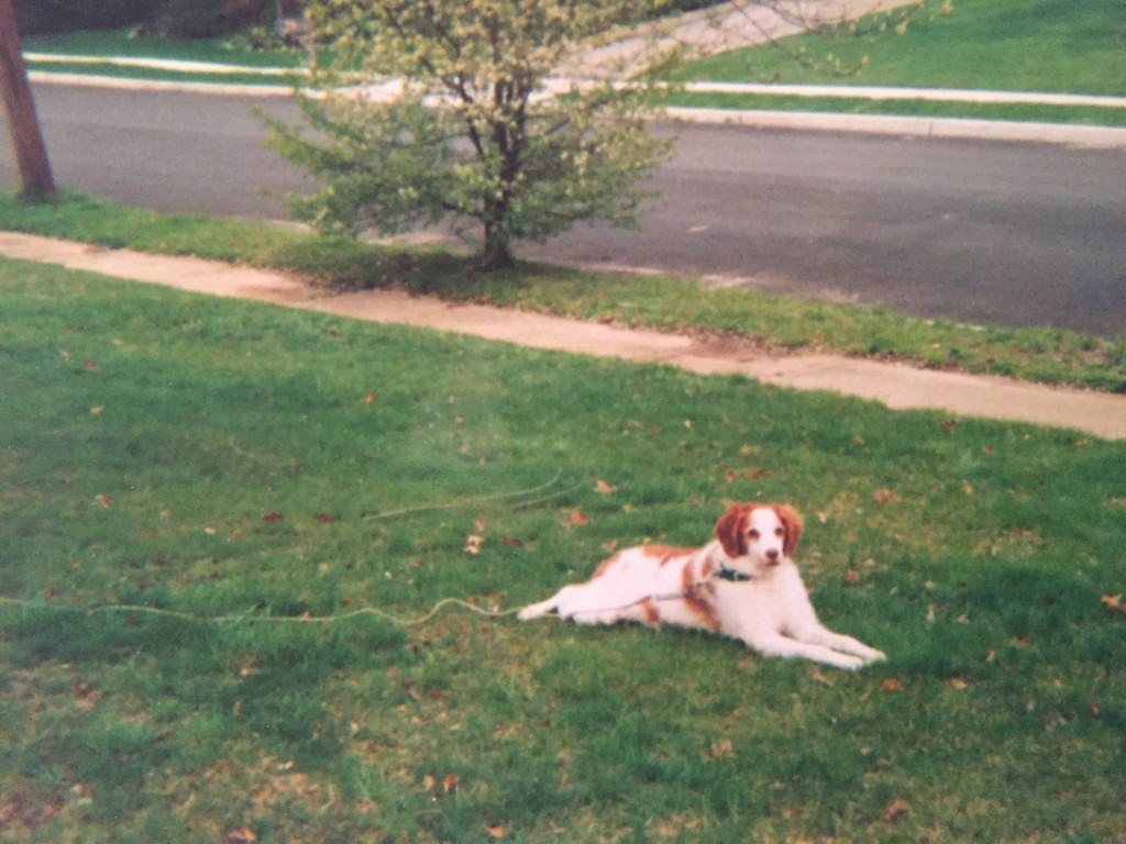 Ginger, hanging out in the front yard in Brick. (Photo: Daniel Nee)