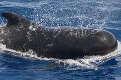 Pilot Whale. (Credit: Wikipedia)