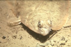 Winter Flounder (Photo: NOAA)