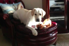    Katie, a Labrador retriever missing from a house fire in Brick. (Photo: Carrie Schultz Ginetto)