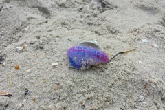A Portuguese man o' war found on the beach in Harvey Cedars, NJ, June 21, 2015. (Photo: Harvey Cedars Beach Patrol)