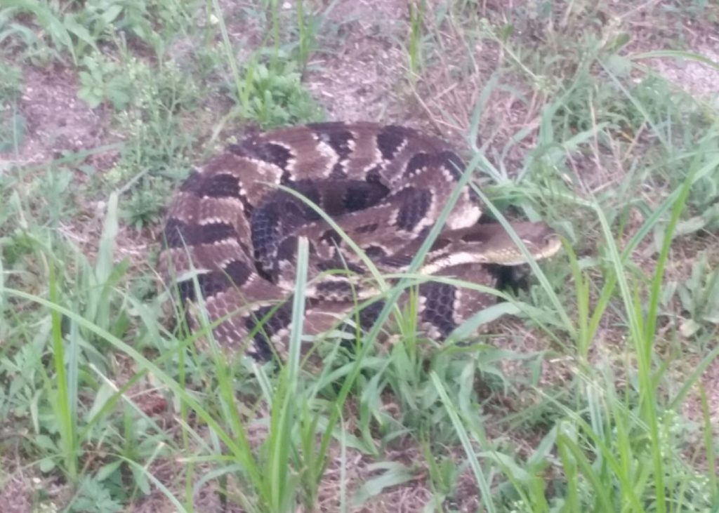 Timber rattlesnake. (Photo: Manchester Township Police)