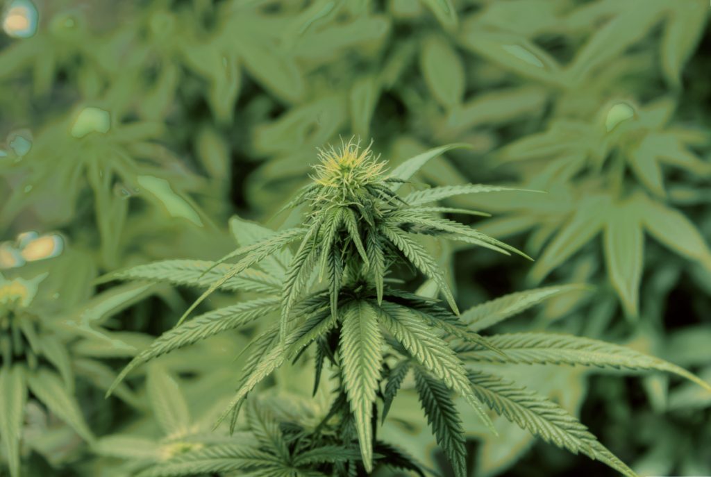 Marijuana plants. (File Photo/Flickr)