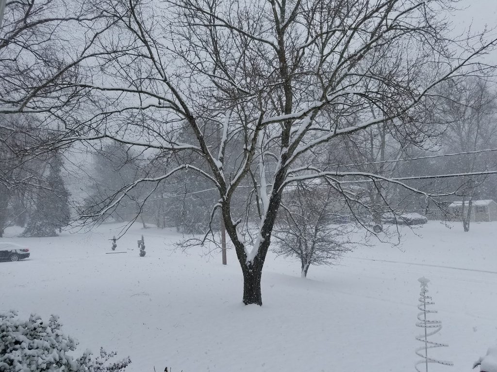 The Jan. 7, 2017 snow storm in Ocean County, NJ. (Photo: Patricia Nee)