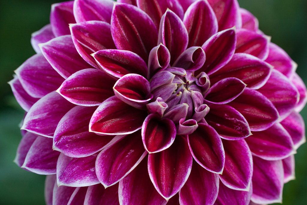 Dahlia flowers. (Credit: Michael Germain/Flickr)