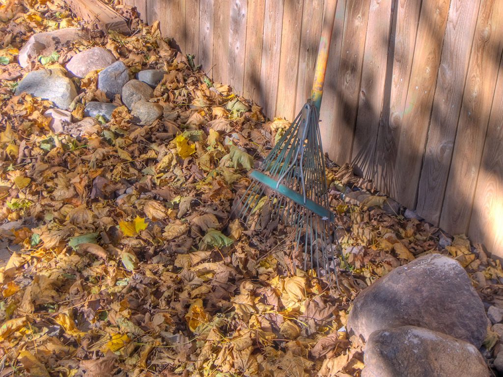 Leaves and a rake. (Credit:  David Morris/ Flickr)