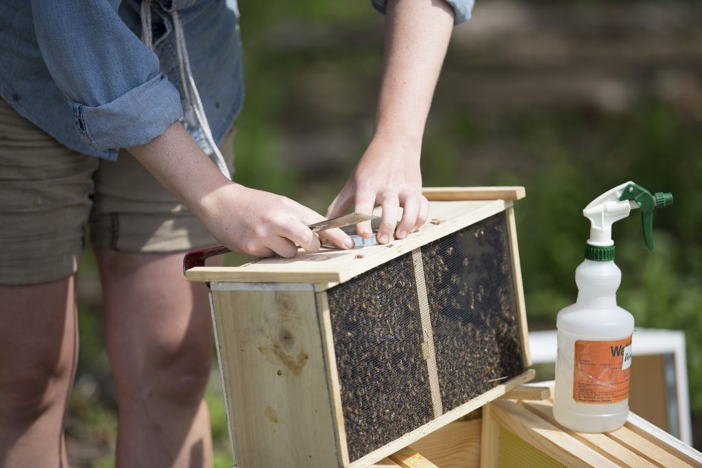 A beekeeper tends to his hive. (Credit: COD Newsroom/ Flickr)