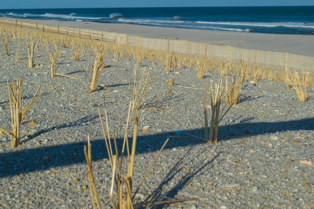 Dune grass grows in Brick, N.J., March 10, 2019. (Photo: Daniel Nee)