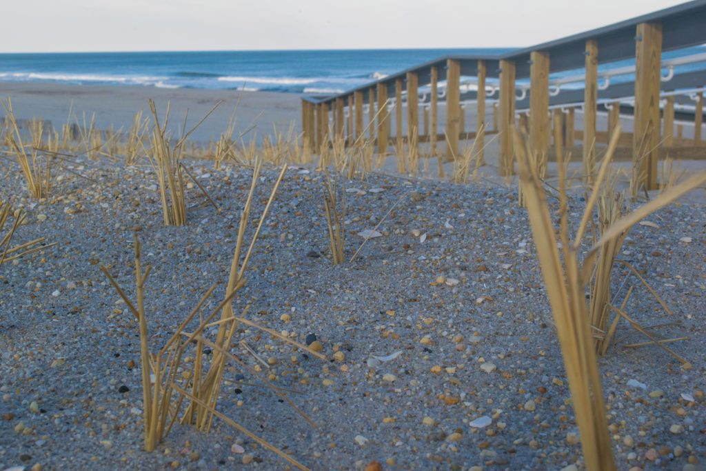 Dune grass grows in Brick, N.J., March 10, 2019. (Photo: Daniel Nee)