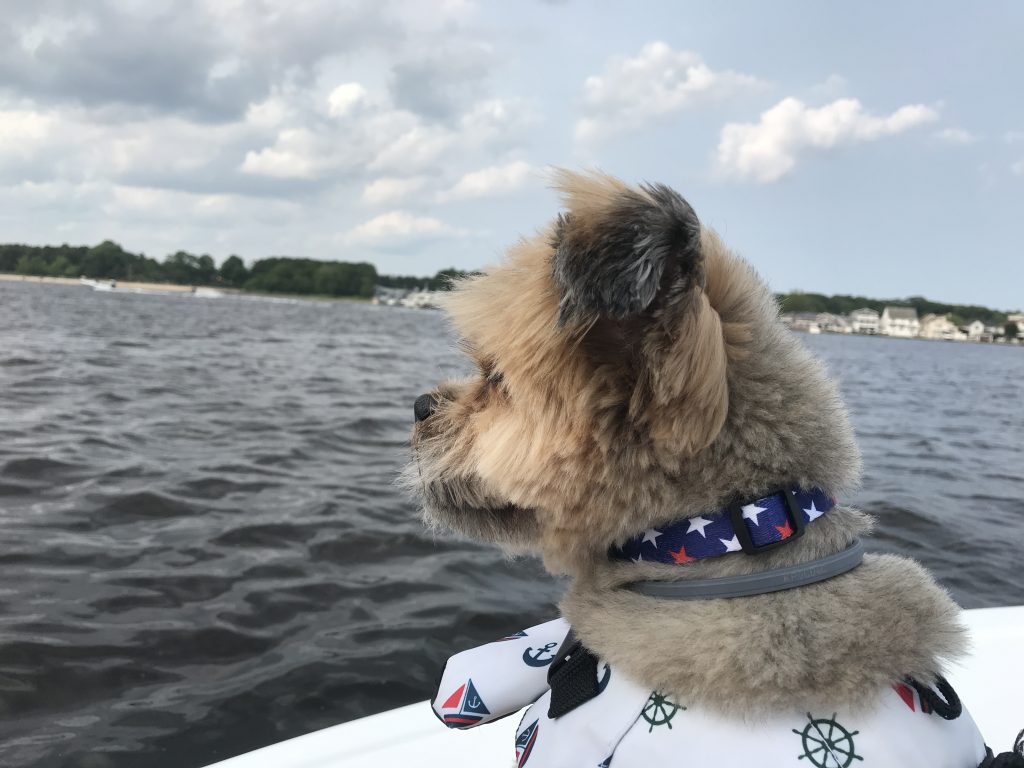 A dog enjoys a boat ride on the Metedeconk River in Brick. (Photo: Daniel Nee)