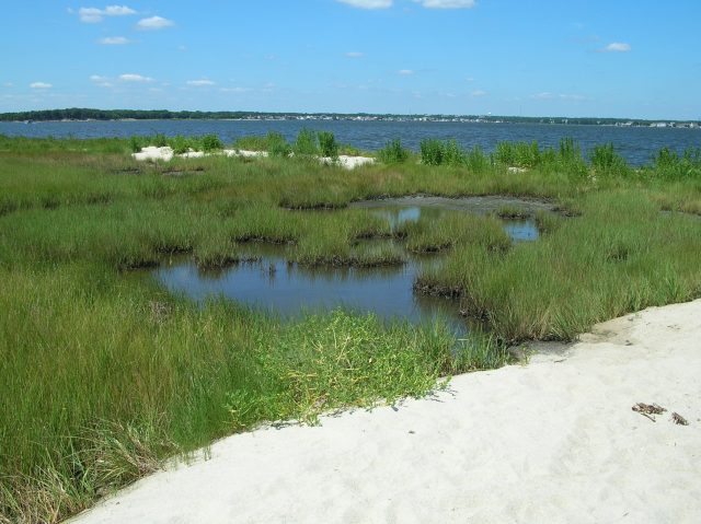 Cattus Island County Park (Barnegat Bay Partnership)