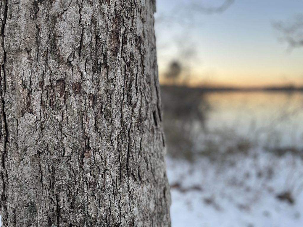 Forge Pond, Brick, N.J., Jan. 8, 2022. (Photo: Daniel Nee)