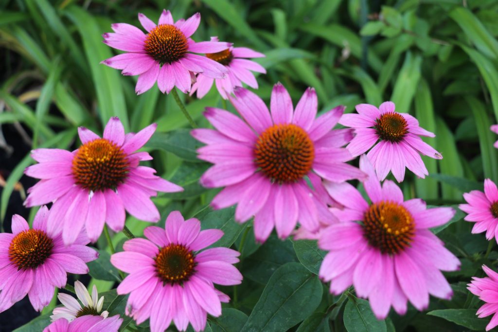 The Brick Garden Club's 2022 Garden Tour. (Photo: Township of Brick)