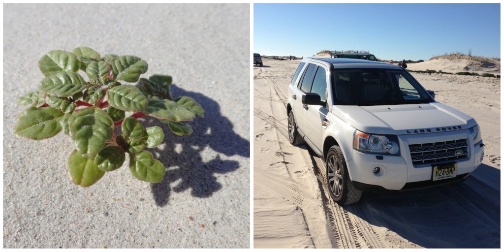 Seabeach amaranth / a beach buggy. (Credit: USFWS / Shorebeat)