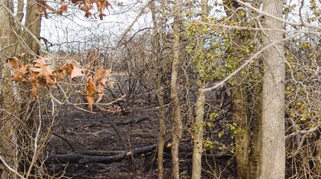 Marshland singed by a brush fire, April 11, 2023, in Brick Township, N.J. (Photo: Shorebeat)