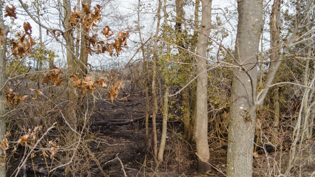 Marshland singed by a brush fire, April 11, 2023, in Brick Township, N.J. (Photo: Shorebeat)