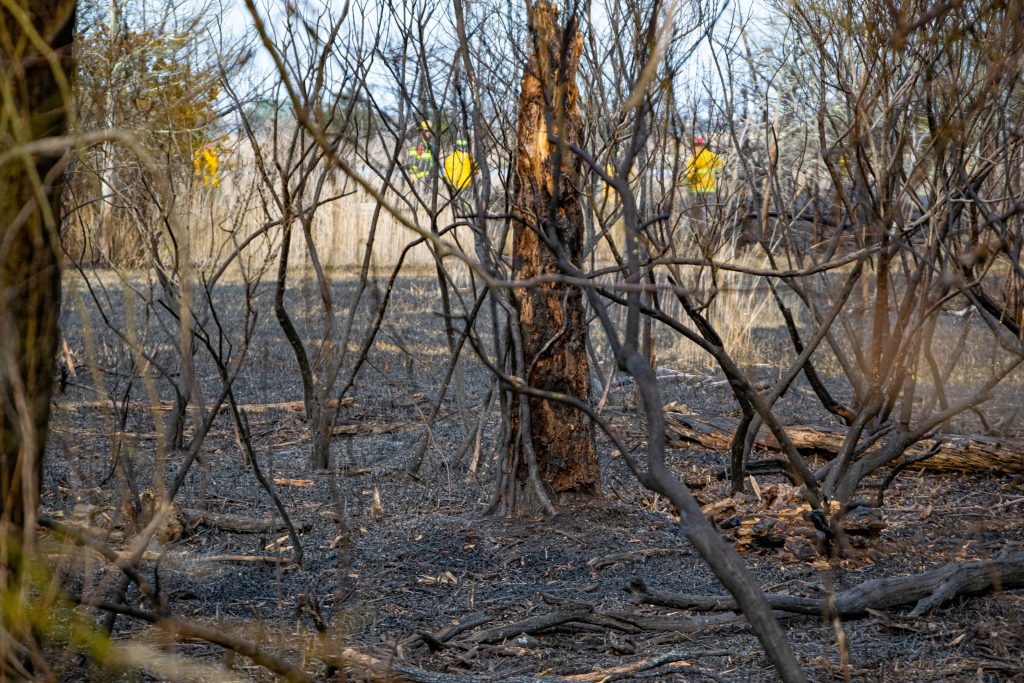 Marshland singed by a brush fire, April 11, 2023, in Brick Township, N.J. (Photo: Shorebeat)