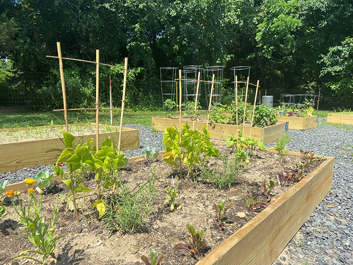 Garden plots at the Brick Community Garden, 2022. (Courtesy: Alyssa Riccardi/ Micromedia Publications)
