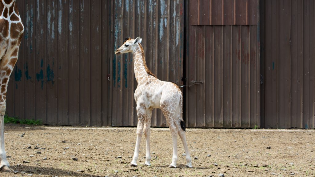 A new giraffe calf, 'Mbi,' is welcomed at the Wild Safari. (Photo: Six Flags Great Adventure)